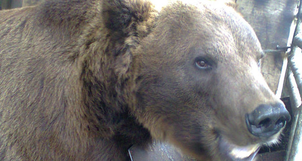 Медведя, который укусил девочку, хотят забрать в реабилитационный центр под Запорожьем