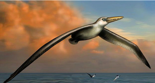 Ученые нашли кости самой большой птицы на Земле