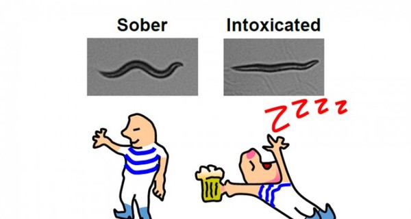 Избавиться от алкоголизма поможет червяк-