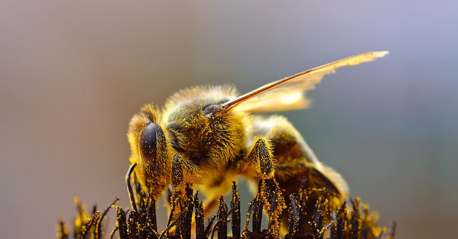 В Британии гигантский рой диких пчел напал на пляжников