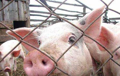 Российская свинина под запретом в Украине из-за чумы