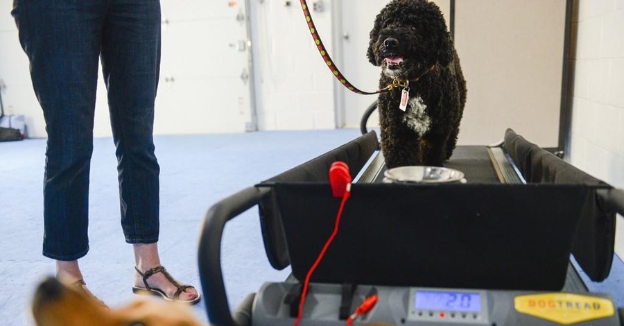 В США открыли спортзал для собак: 50 долларов - и животное в форме