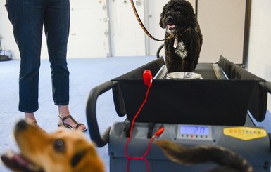 В США открыли спортзал для собак: 50 долларов - и животное в форме