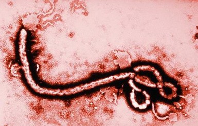 Лихорадка Эбола вышла за пределы Африки