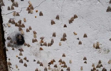 Российское Приморье атаковали миллионы бабочек