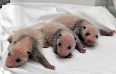 Пушистое чудо: в Китае панда родила тройню