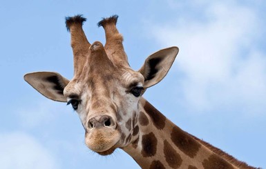 Жираф лягнул жительницу Калифорнии в лицо, защищая свой 