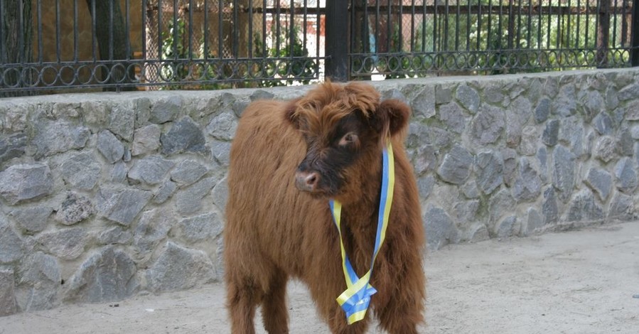 В Харьковском зоопарке поселился уникальный бычок
