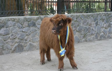 В Харьковском зоопарке поселился уникальный бычок