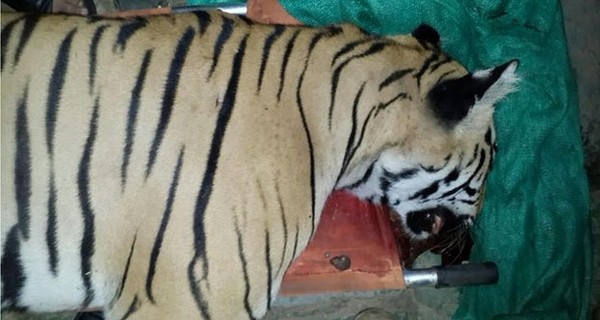 В Индии застрелили тигра-людоеда: за полгода разорвал семерых 