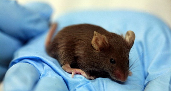 Ученые вырастили внутри мыши новый орган