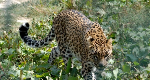 В Индии вооруженная серпом женщина победила леопарда