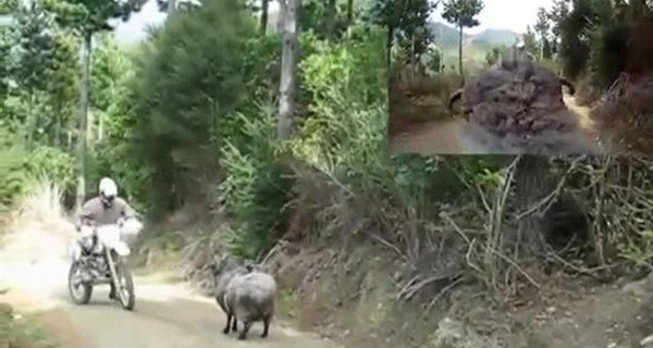 В Новой Зеландии разъяренная овца сбила беспилотник