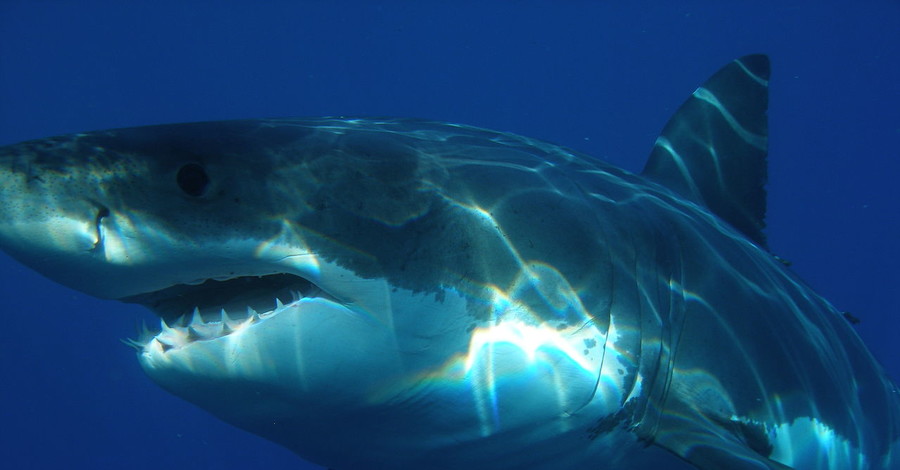 В Австралии человека атаковала акула-убийца