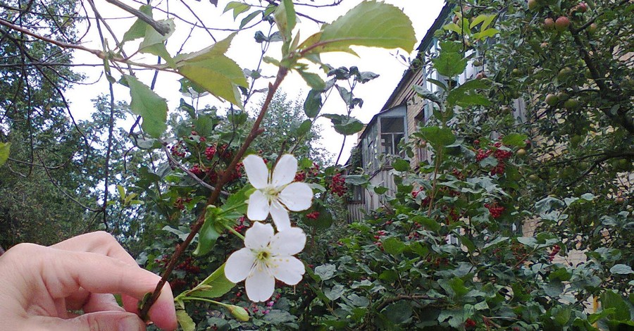В Киеве второй раз зацвели вишни