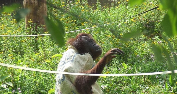 Умная и красивая: самка орангутана смастерила себе модное платье