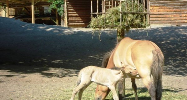 В киевском зоопарке из-за переедания погибла лошадь Пржевальского