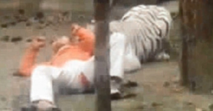 В Индийском зоопарке белый тигр разорвал мальчика