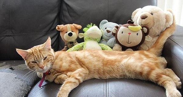 В Австралии объявился кот-клептоман, ворующий детские игрушки