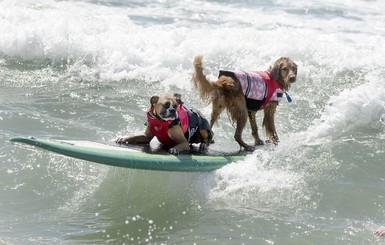 В Калифорнии собаки-серферы покорили волну