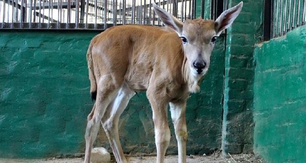 В Николаевском зоопарке у антилоп-