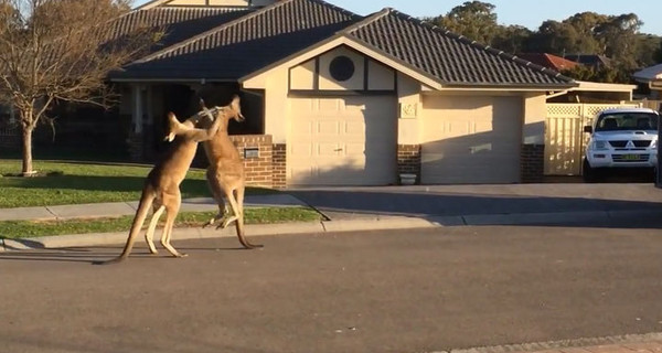 В Австралии двое кенгуру подрались посреди улицы