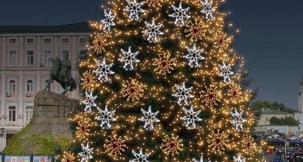 На Новый год в Киеве установят 20-метровую елку из Ивано-Франковской области