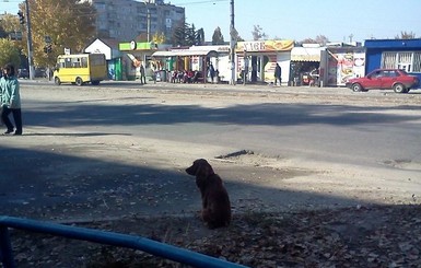 В Луганске собака ждет возвращения своих хозяев, сидя напротив дома 