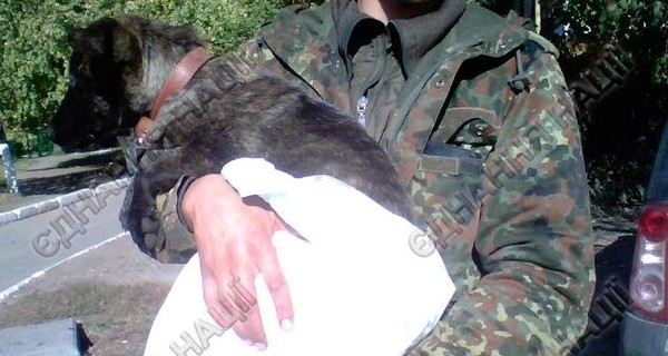 В Краматорске лечат собаку, которая спасла солдат