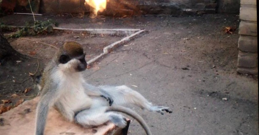 В Луганске поймали сбежавшую обезьяну