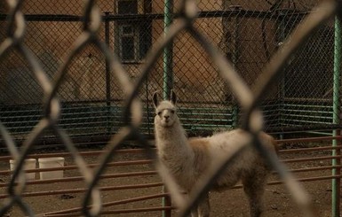 В Луганске в зоопарке животные умирают с голоду