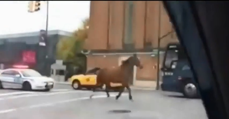 Полиция Нью-Йорка несколько часов гонялась за лошадью
