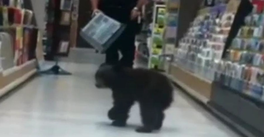 В США перепуганный медвежонок забежал в аптеку