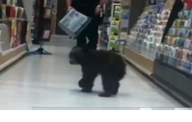 В США перепуганный медвежонок забежал в аптеку