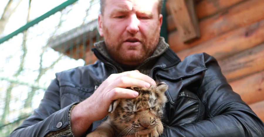 В Харькове в семье амурских тигров родились четыре малыша