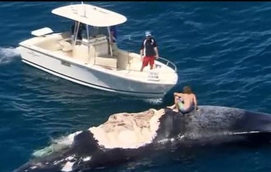 Австралийский экстремал дразнил акул, плавая на трупе кита