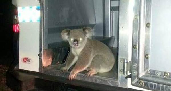 В Австралии дорожная полиция арестовала коалу-хулигана