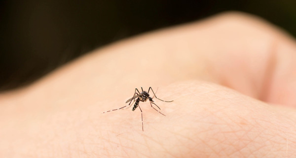 Ученые выяснили, с чем связано непреодолимое влечение комаров к людям