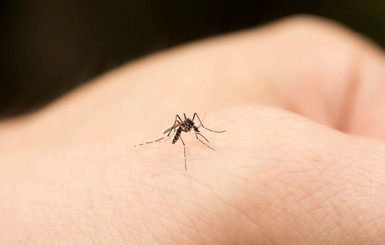 Ученые выяснили, с чем связано непреодолимое влечение комаров к людям