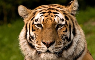 У Диснейленда в Париже разгуливает дикий тигр