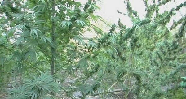 В Запорожье горожанин приготовил марихуану на 150 тысяч гривен
