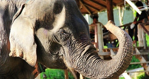 В Таиланде слон убил погонщика и скрылся с туристками в джунглях