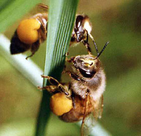 Полтавские пчеловоды нашли средство от туберкулеза 
