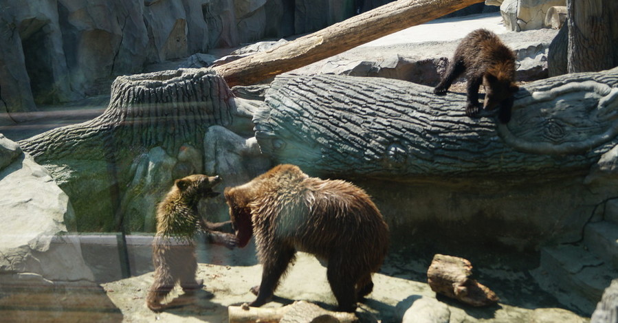 В киевском зоопарке медведи бойкотируют спячку