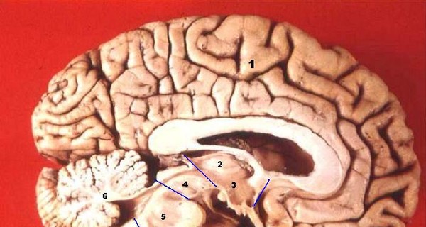 Китайские медики обнаружили в мозге мальчика гигантского паразита