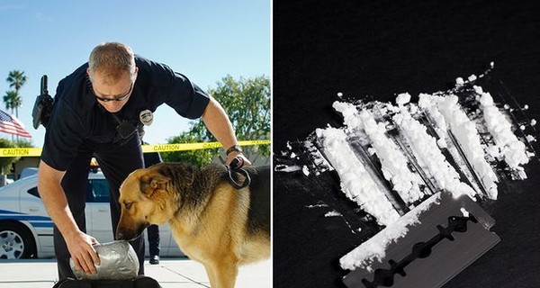 В Калифорнии полицейская собака нанюхалась кокаина