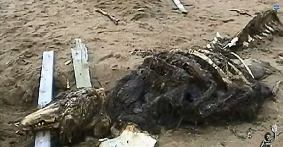 У берегов Сахалина обнаружили мертвое морское чудище
