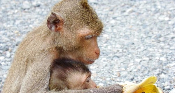Почему приматы лучше людей разбираются в покупках?