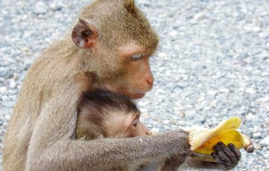Почему приматы лучше людей разбираются в покупках?