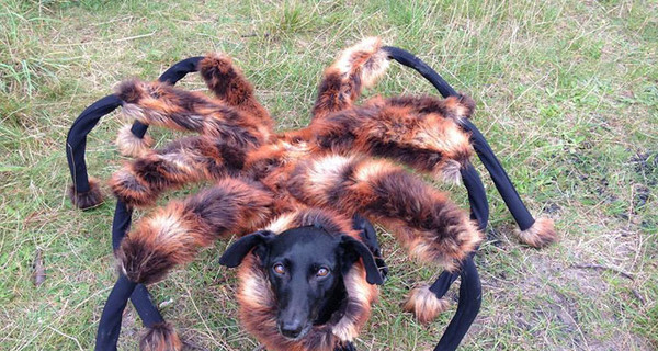 Видео мутанта собаки-паука стало первым в хит-параде роликов YouTube